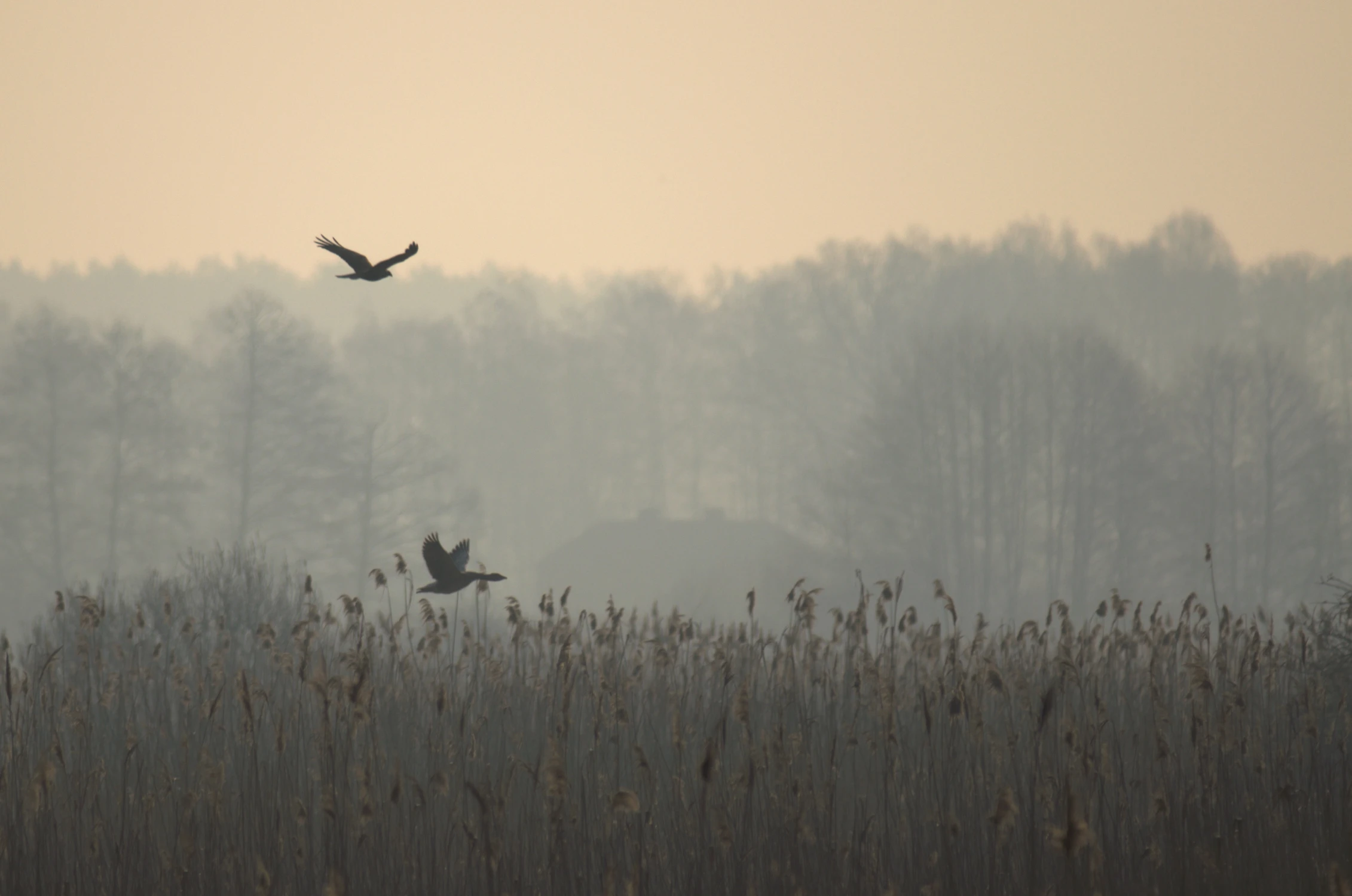 Krajobraz z gęsią i błotniakiem stawowym