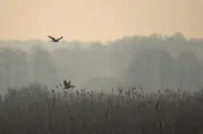 Krajobraz z gęsią i błotniakiem stawowym