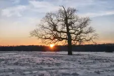 Zimowy pejzaż z dębem