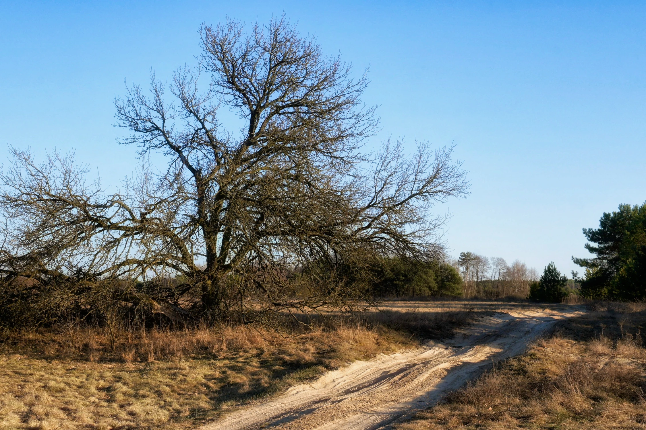 Droga przez łąkę.