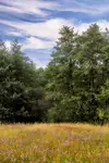 Polana