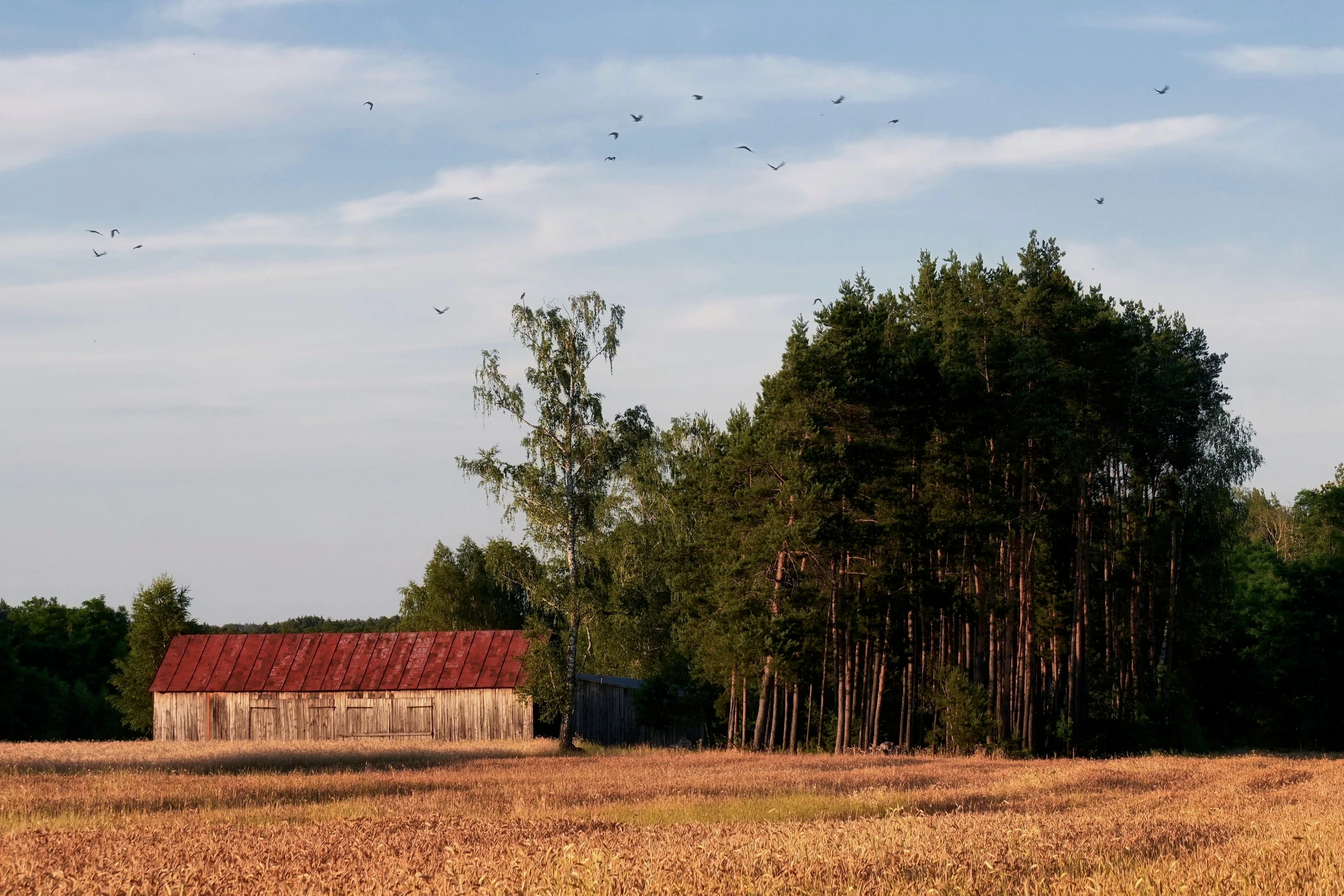 Krajobraz ze stodołą