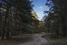 Leśne ścieżki i drogi