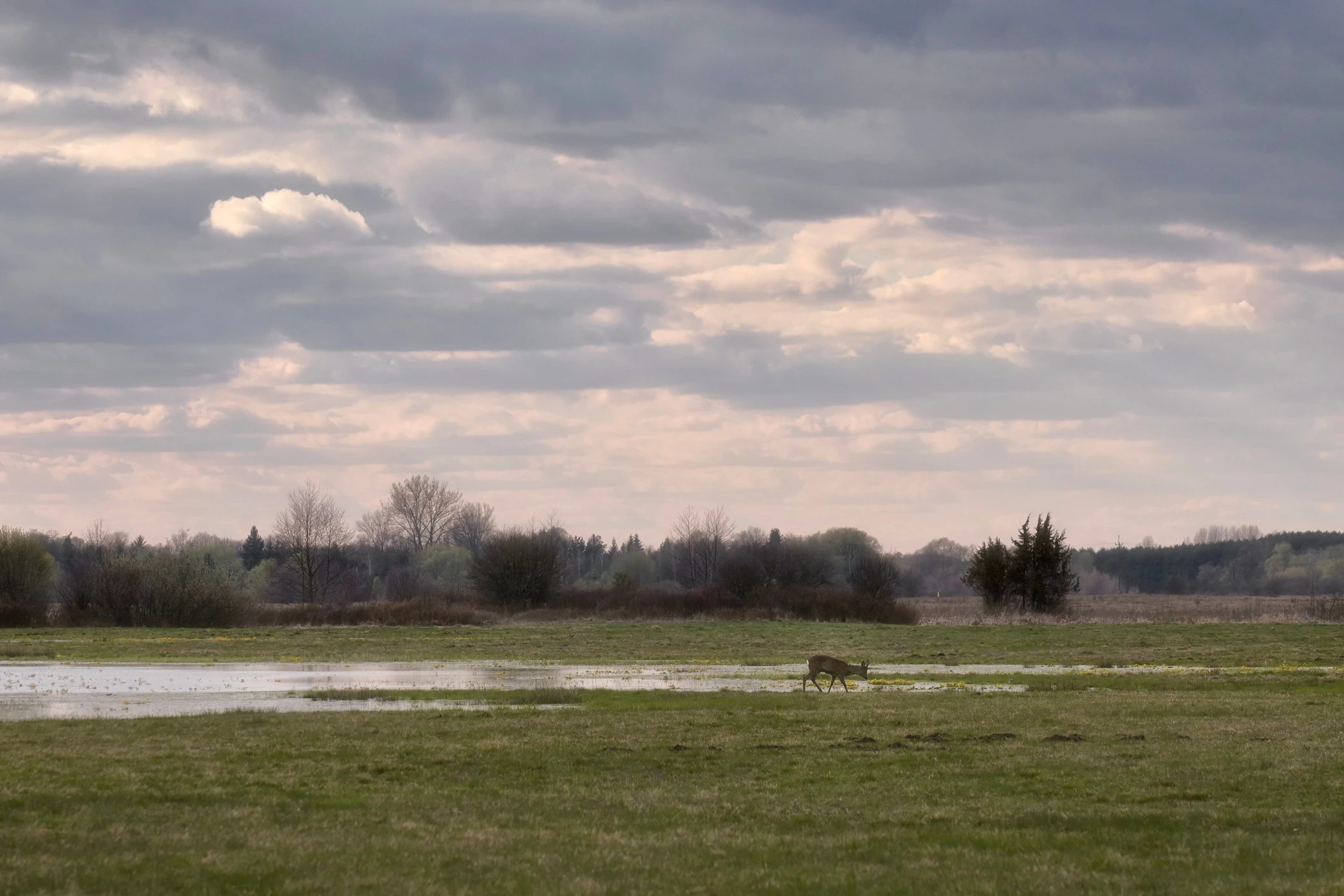 Na podmokłej łące
