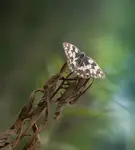 *