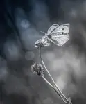 *