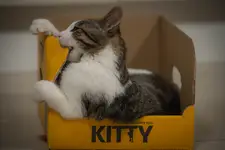 Kitty