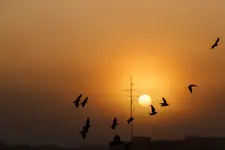 Gdy jesienią słońce wstaje ...