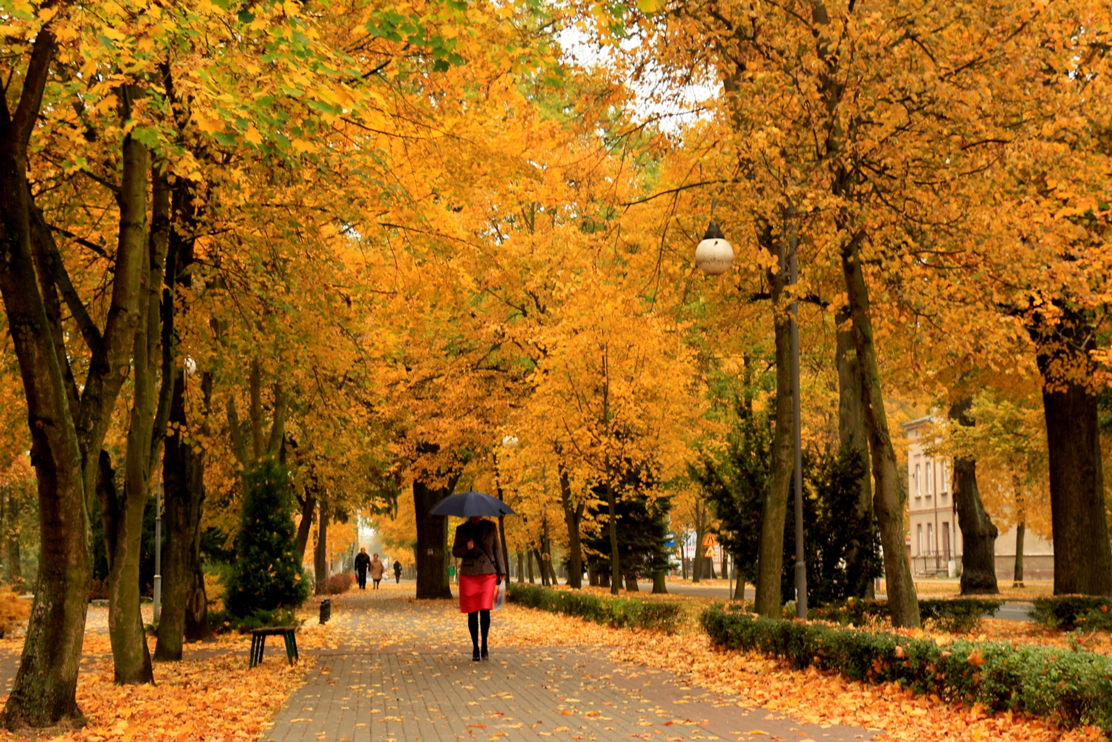 Jesień idzie przez park