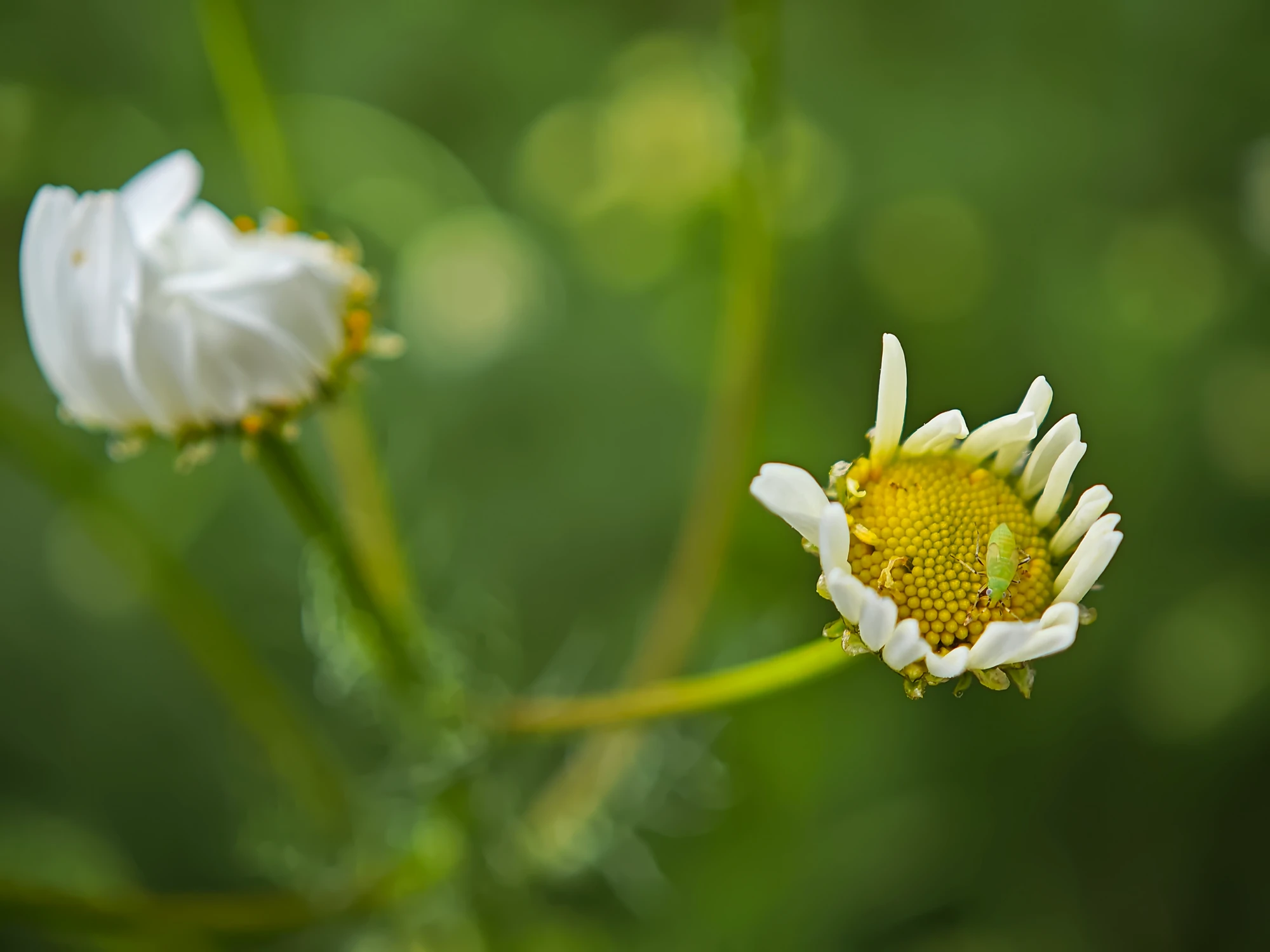 IMG_20260612_131142