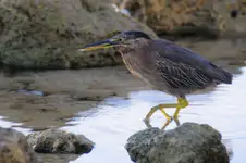 kroczę