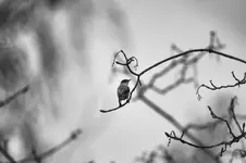 Botanicula