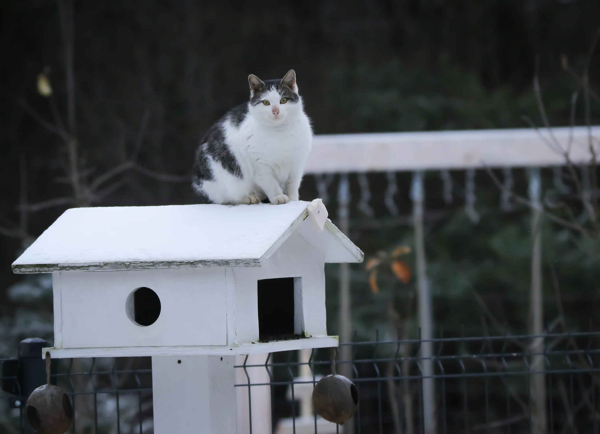 Nieczynne dla ptaków