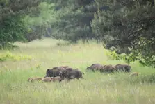 Dziki