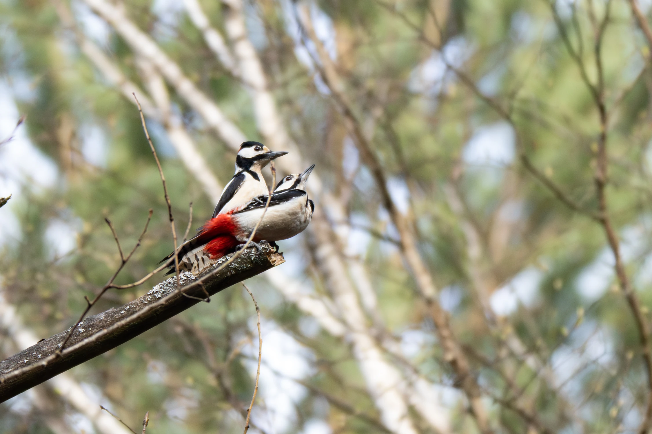 Para dzięciołów dużych