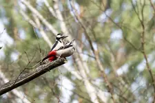 Para dzięciołów dużych