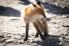 Lis