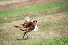 Waga kogucia 