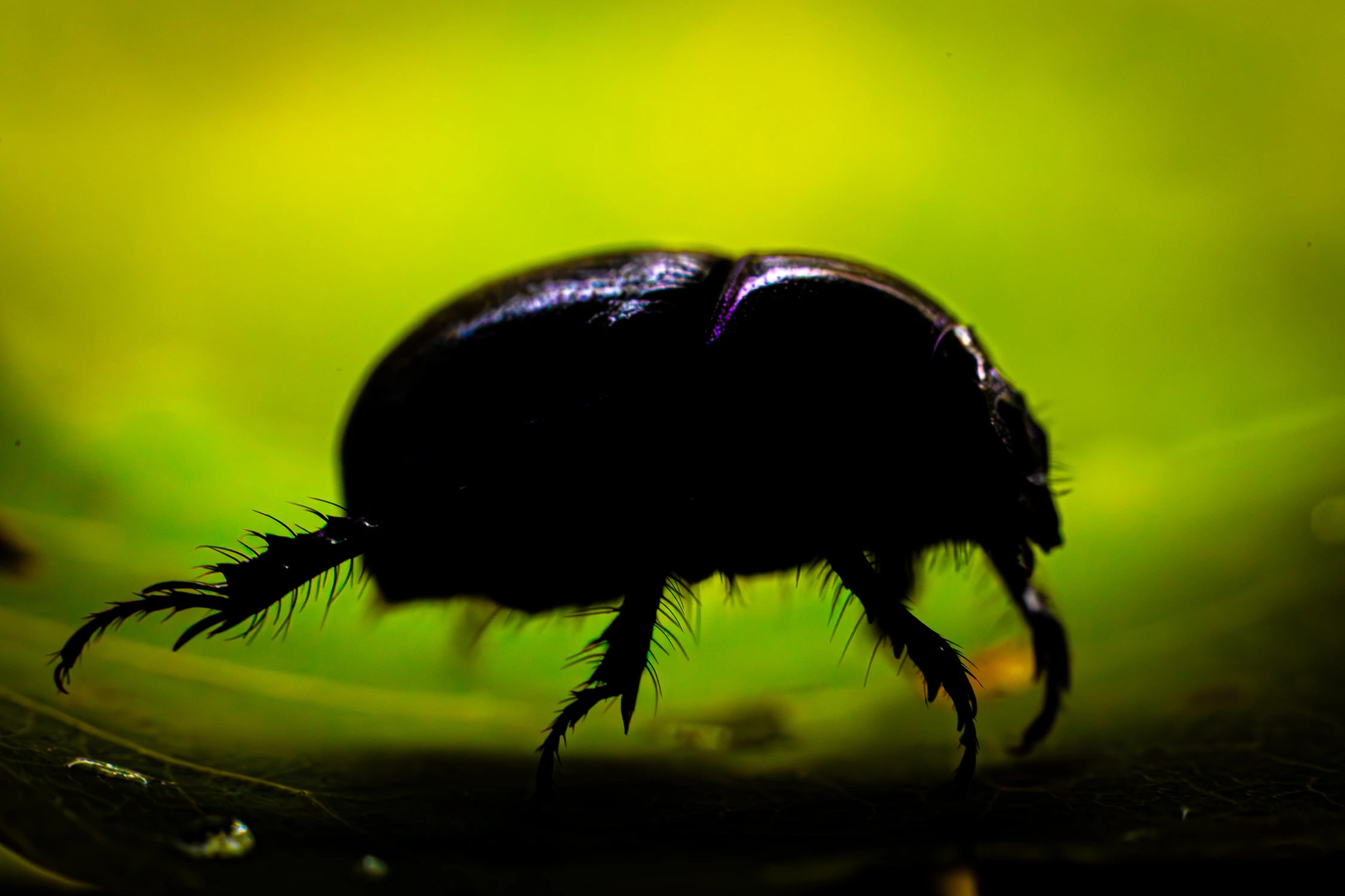 żuczek profil