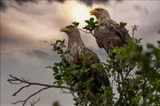 Eagle x 2