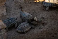 Niespieszne zamieszanie