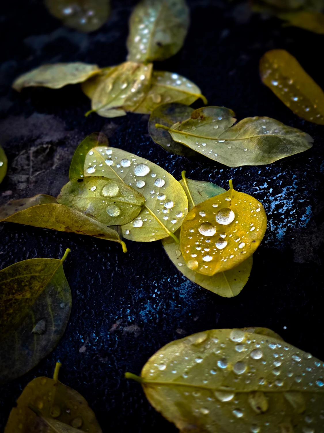 Żółte liście i perły wody na czarnym tle