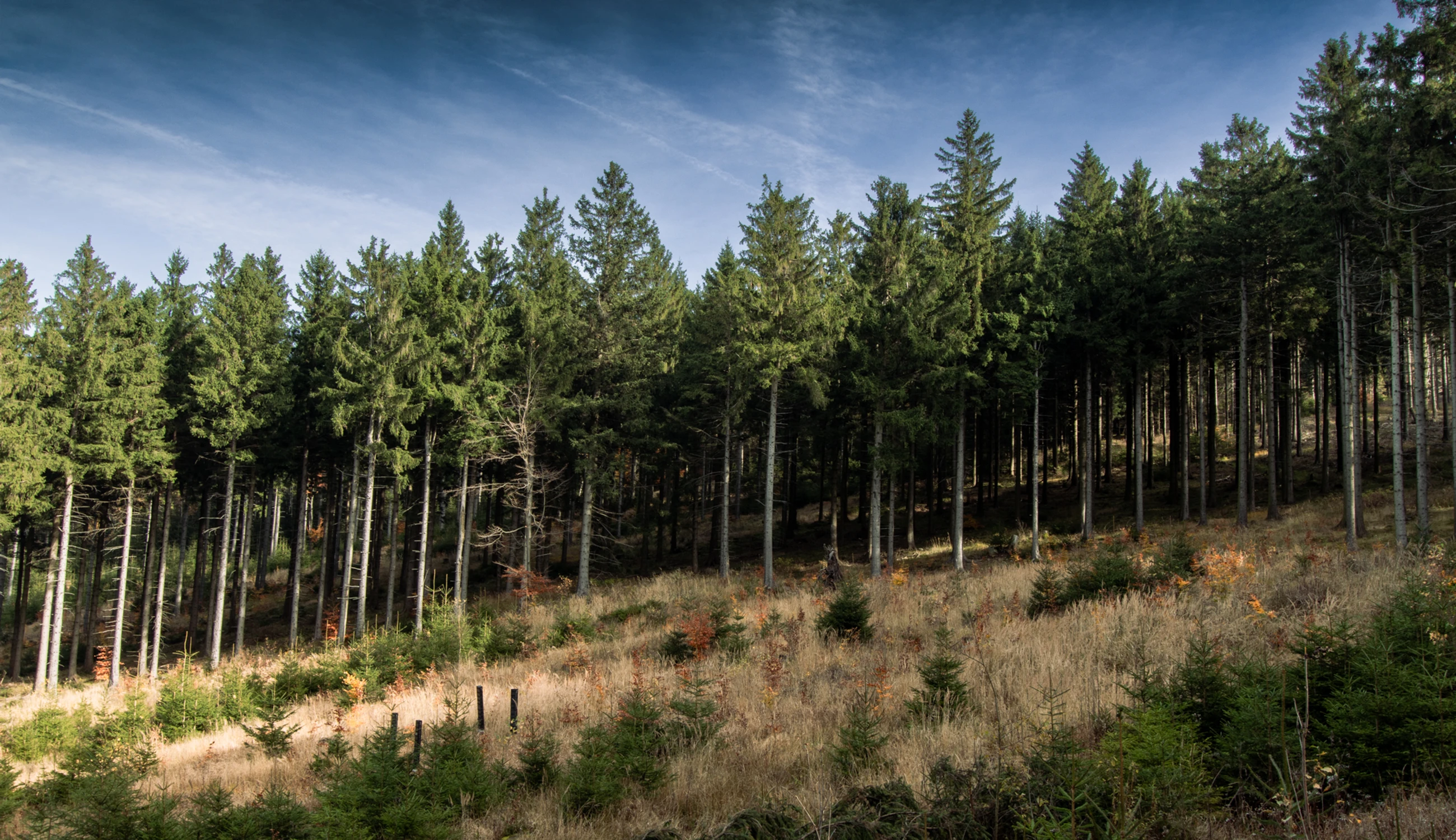 Las na słonecznym stoku