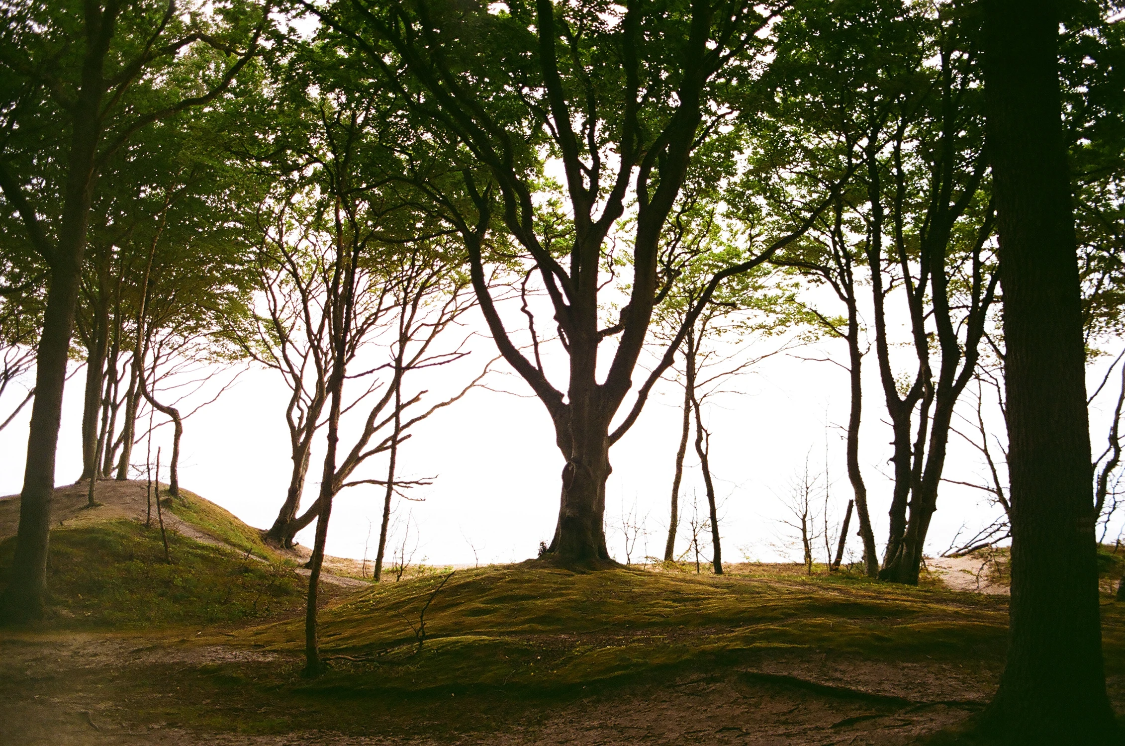 Bynkrów nie ale też jest ...