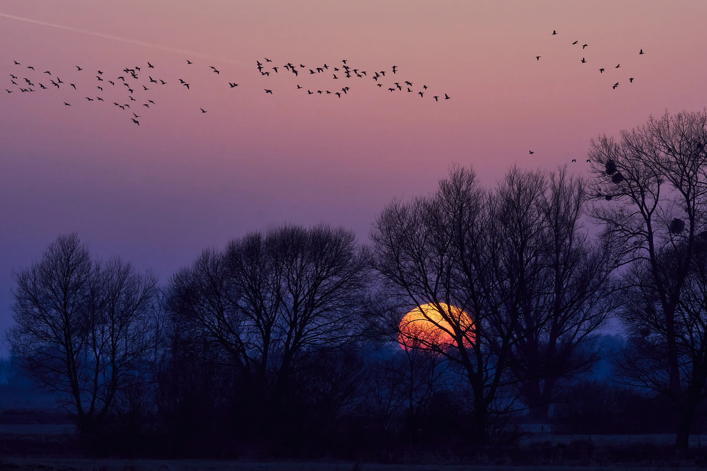 Wiosenne przeloty ptaków