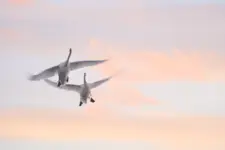 Para szalonych lotników