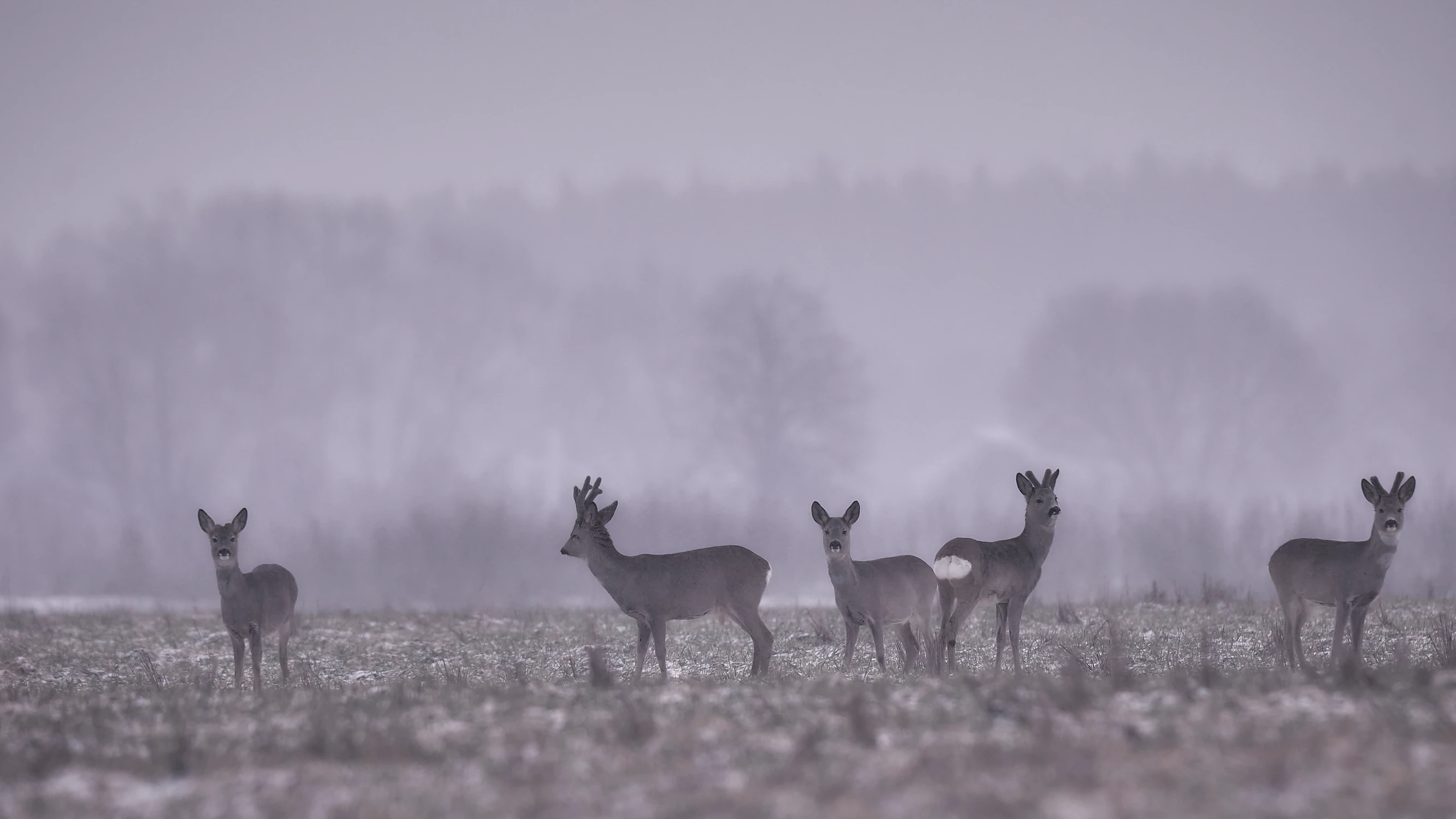 W szarości dnia zimowego