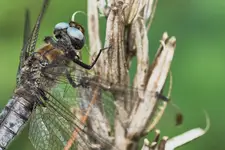 Ważka ruda, Libellula fulva