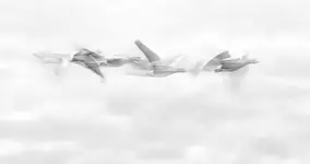 "Dreams and passion...