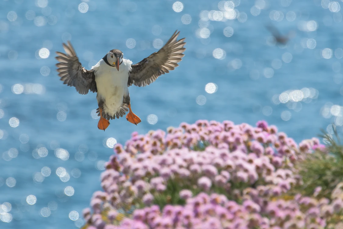 Summer comes on the wings