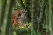 Love is in the woods
