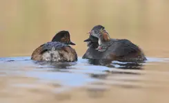 Ja też chcę ochotkę, ja też !!! 