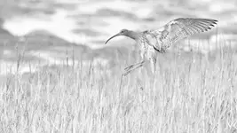 Szkice słonych bagien