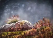 ***
