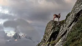 Koziorożec Alpejski