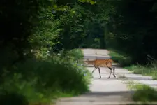 Bambi