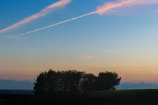 Wieczorny zagajnik
