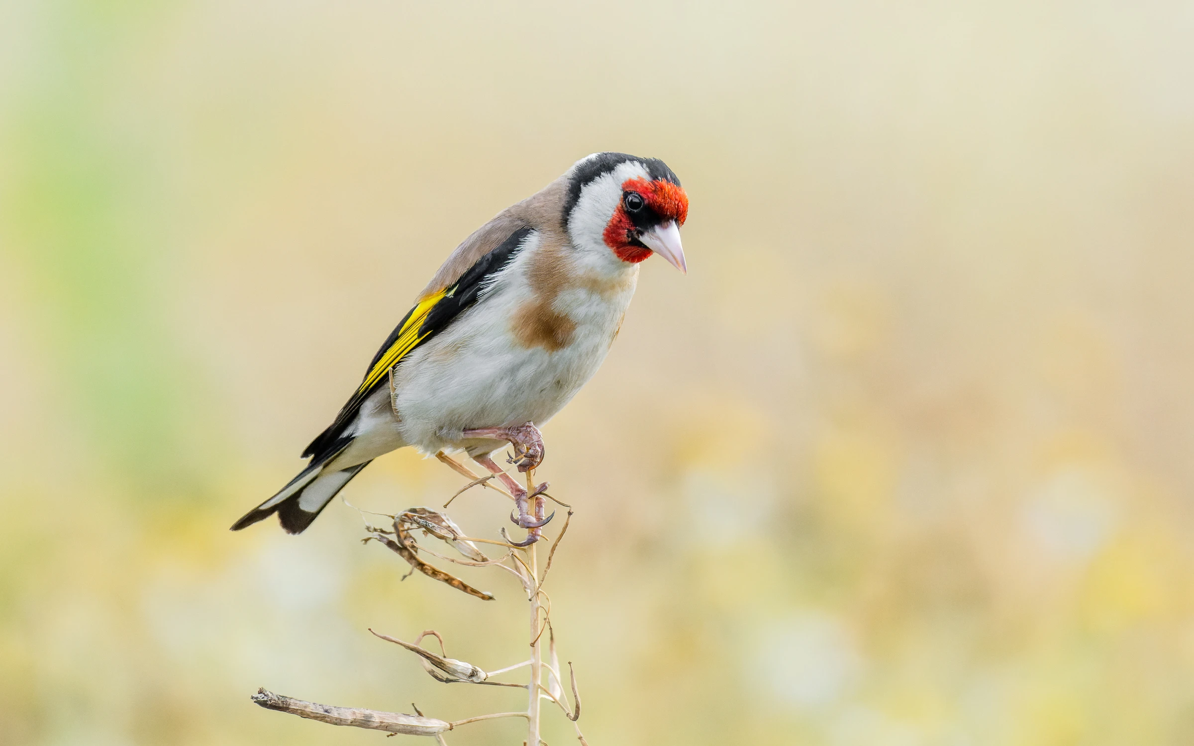 Wyżej się nie da 