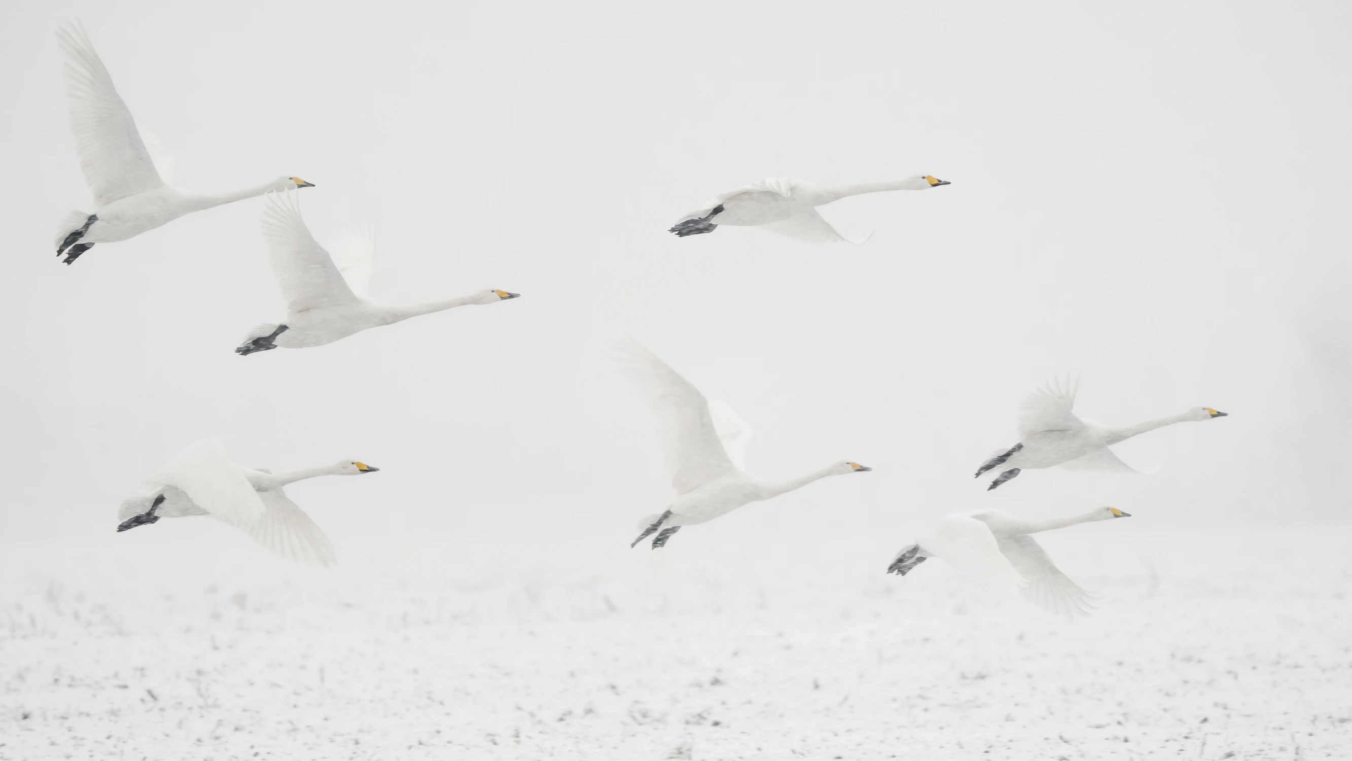 NIskich lotów ujęcie 