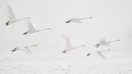 NIskich lotów ujęcie 