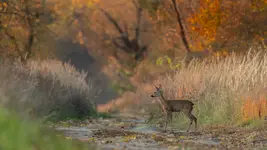 Z lasu w pole, ja chromolę