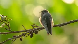 Młodzak na gałęzi 