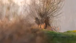 Kozioł międzyplanowy 