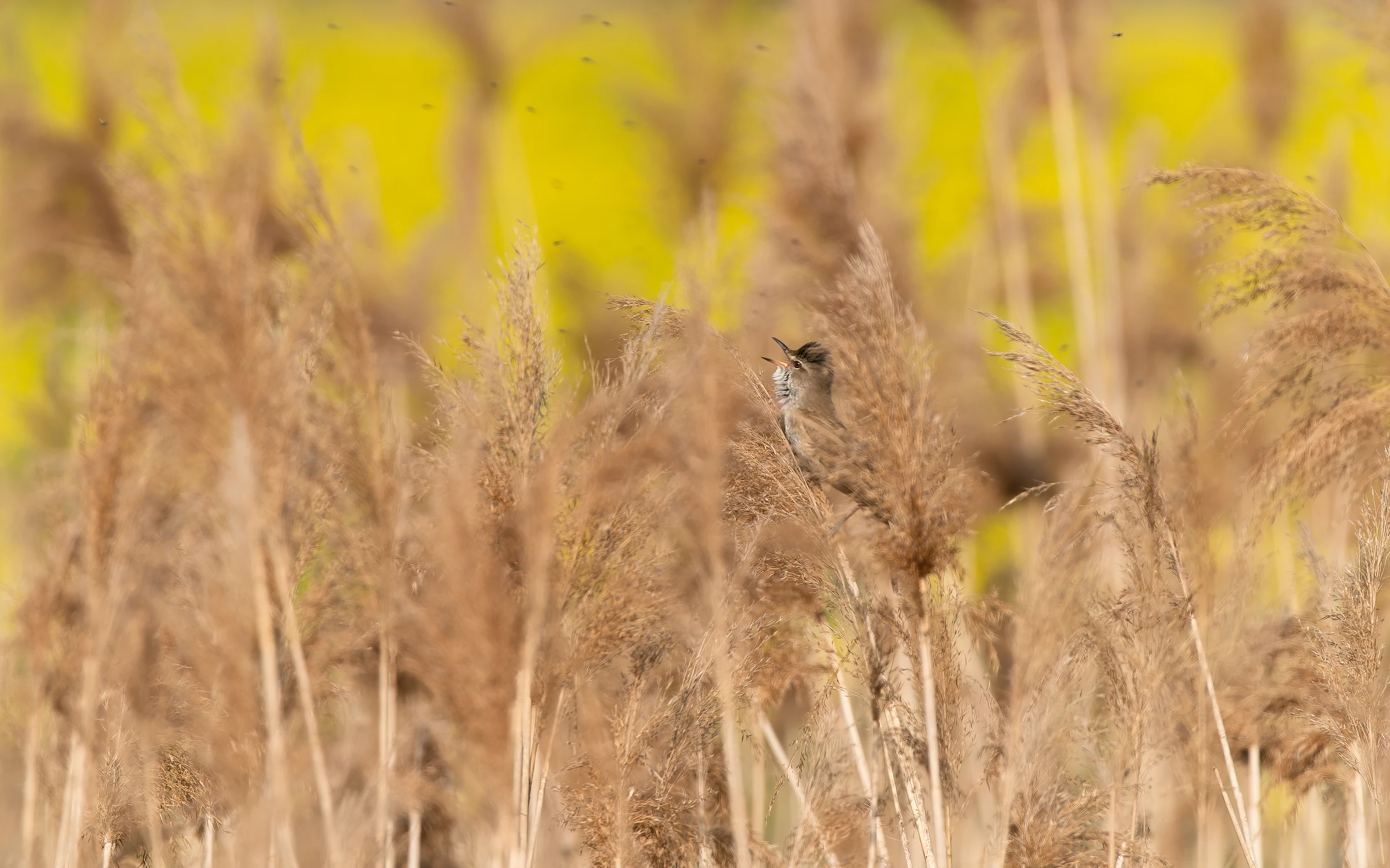 Śpiewać każdy może 