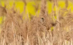 Śpiewać każdy może 