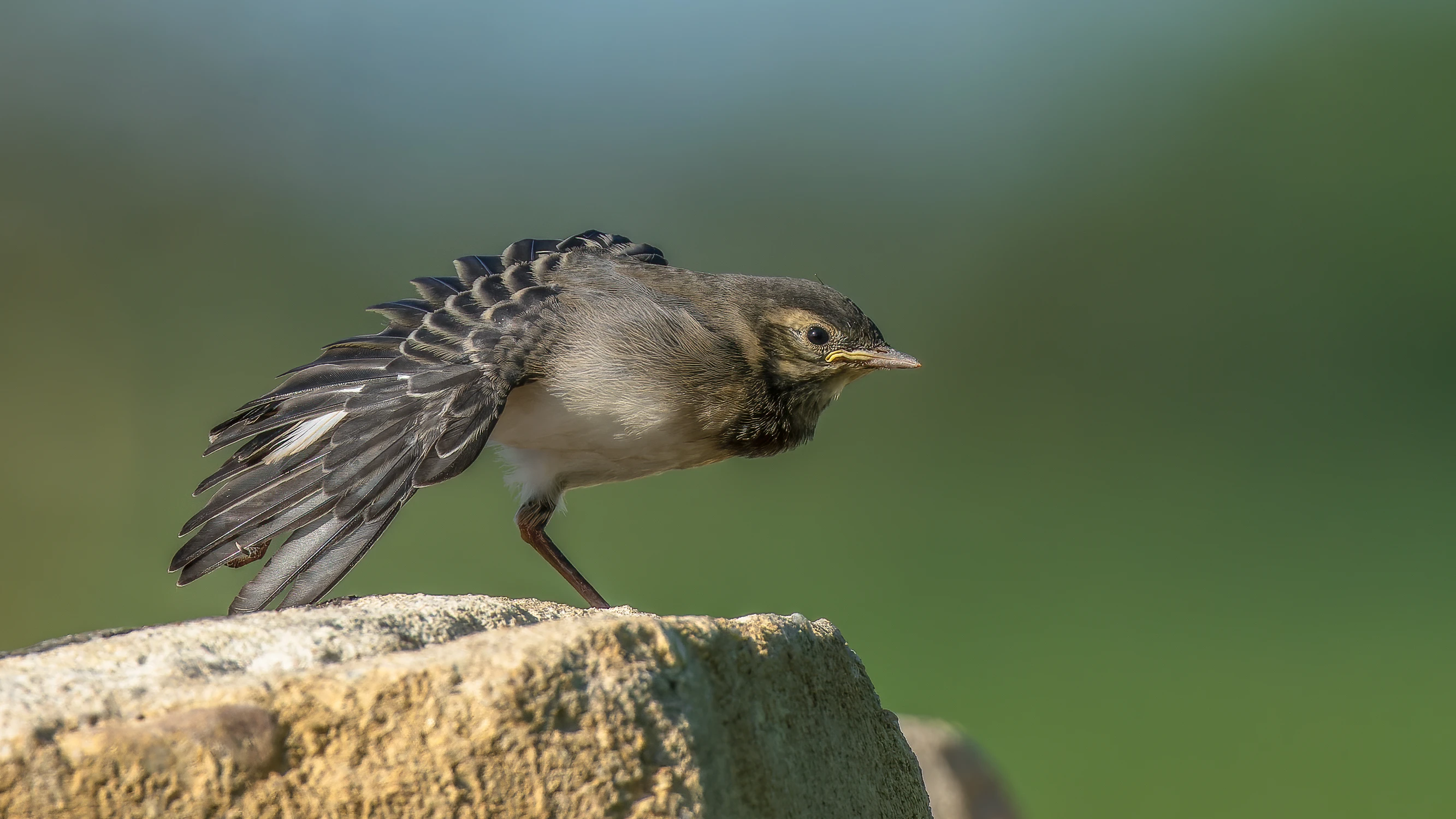 Jedna nóżka bardziej 